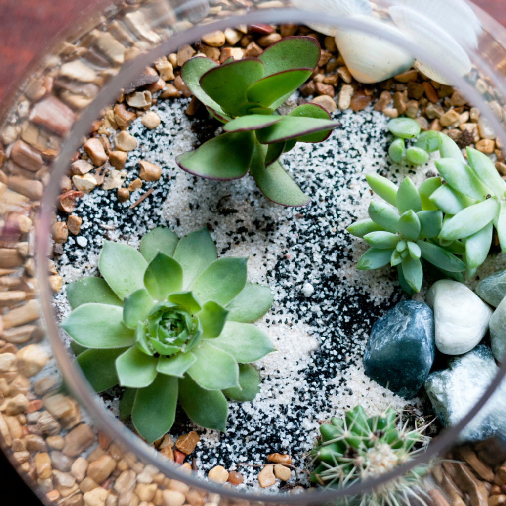 How to treat your terrarium, Gardening advice