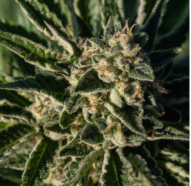Cannabis flower
