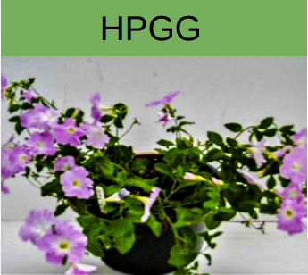 petunias-HPGG-promix