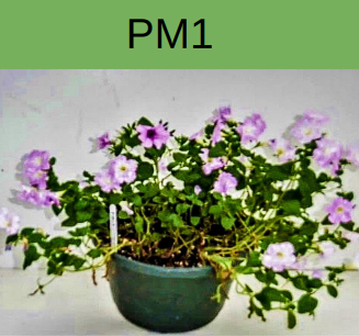 petunias-PM1-promix